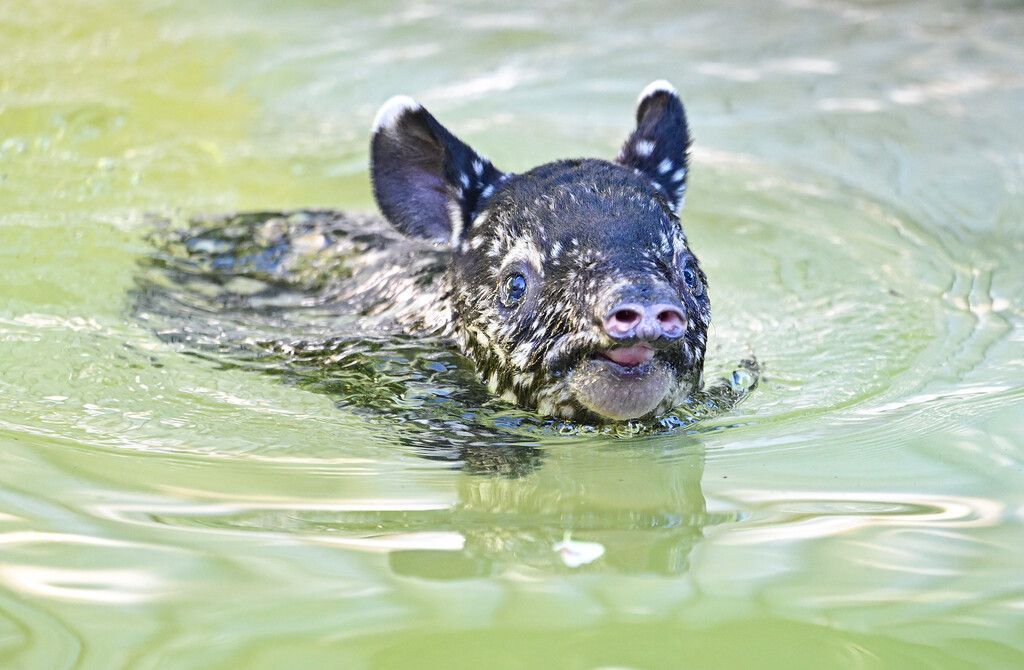 Kleine Wasserratte