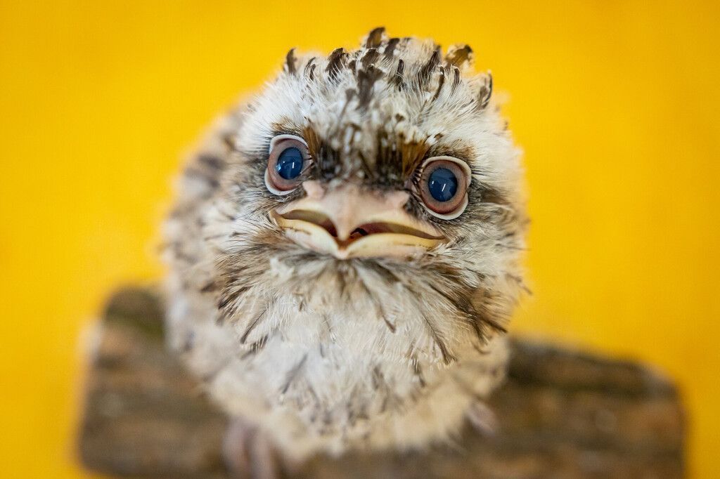 Kleiner Flauschi