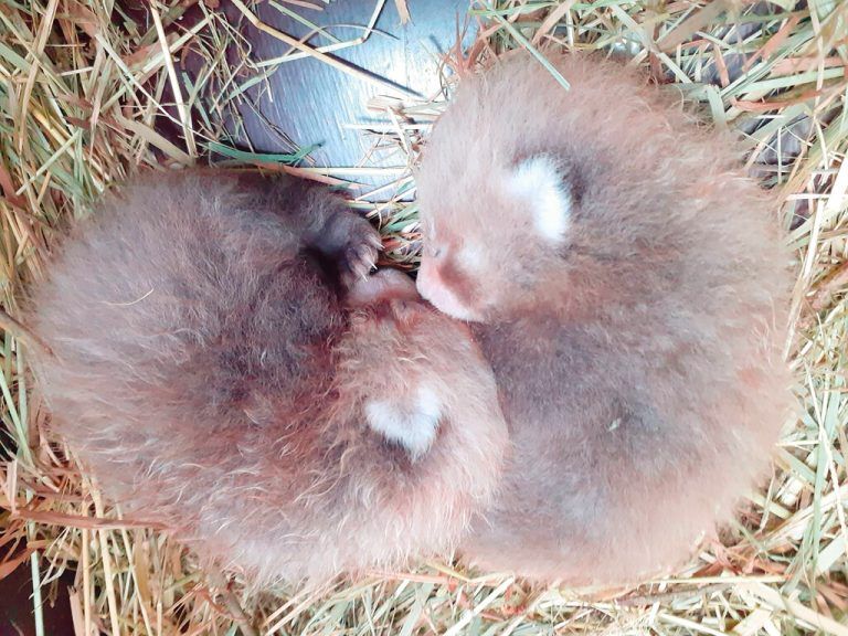 Flauschiger Nachwuchs