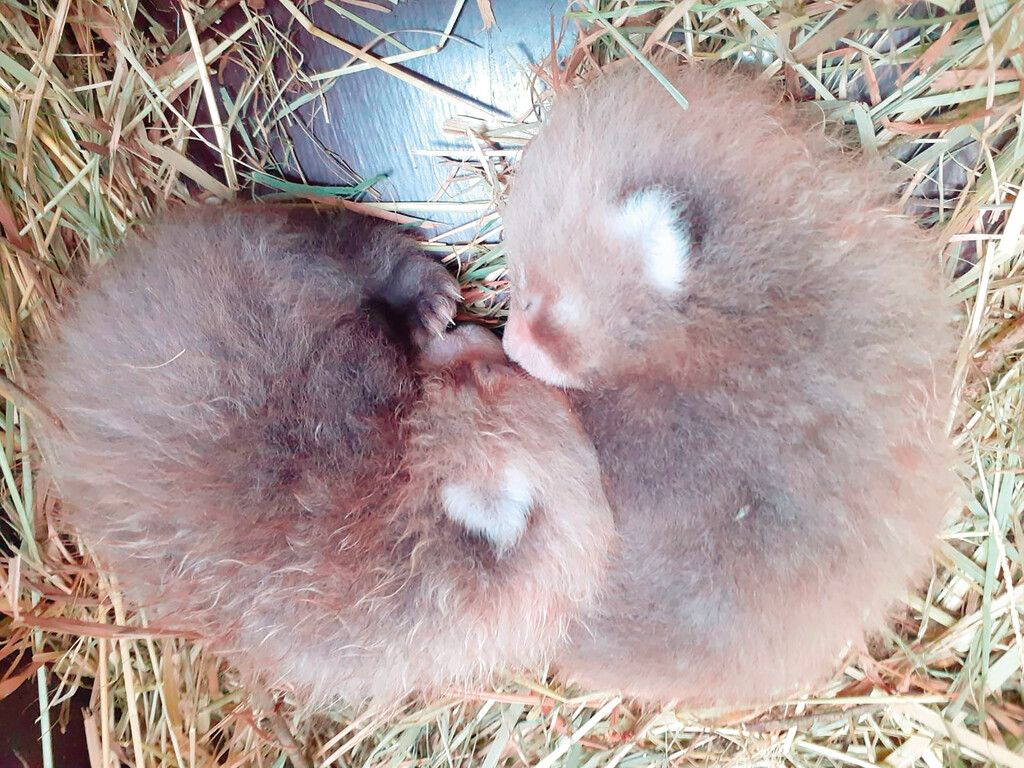 Flauschiger Nachwuchs