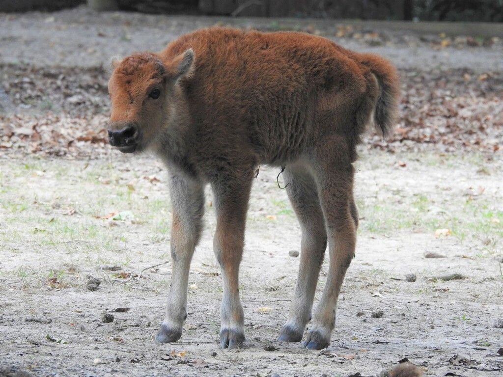 Nachwuchs bei Bisons