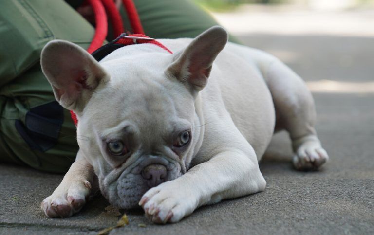 Freudentränen gibt es laut Studie auch bei Hunden. ap