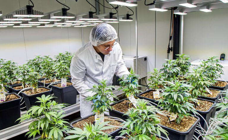 Sanlight Research forscht zum Thema Indoor-Farming zur Lebensmittelproduktion und auch mit Hanf im medizinischen Bereich (Bild). FA