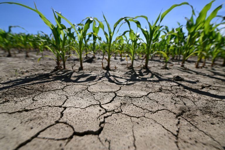 Klimawissenschaftler sehen derzeit keine Entspannung. Auch wenn in den nächsten Tagen Regen zu erwarten ist, die Langzeitprognose deutet auf trockene Bedingungen. apa