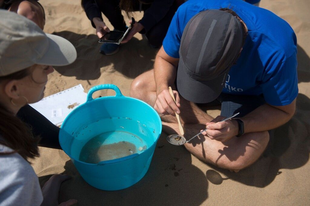 Mikroplastik kein Fischproblem