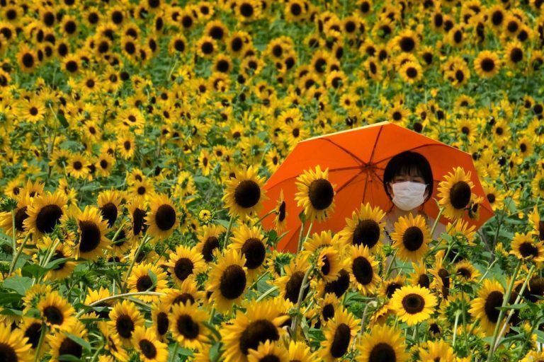 Mit einem Sonnenschirm spaziert diese Frau durch ein Sonnenblumenfeld in einem Park in Tokio. AFP