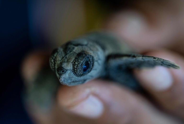 Noch ein Kontrollblick, bevor eine frisch geschlüpfte, vom Aussterben bedrohte Karettschildkröte ins Meer vor Venezuela entlassen wird. AFP