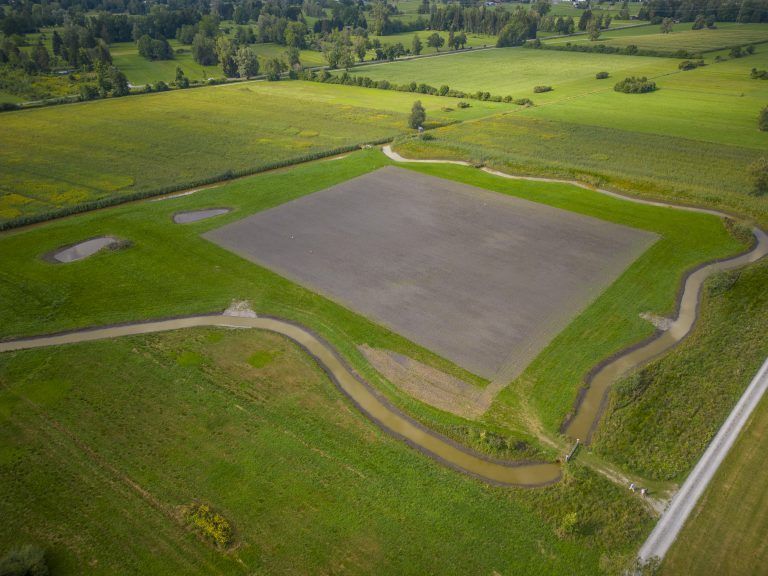 Das neue Biotop im Schweizer Riet. Für Wiesenbrüter, die eine offene Fläche brauchen, ist es eine wertvolle Heimat geworden. <span class="copyright">VN/Paulitsch</span>