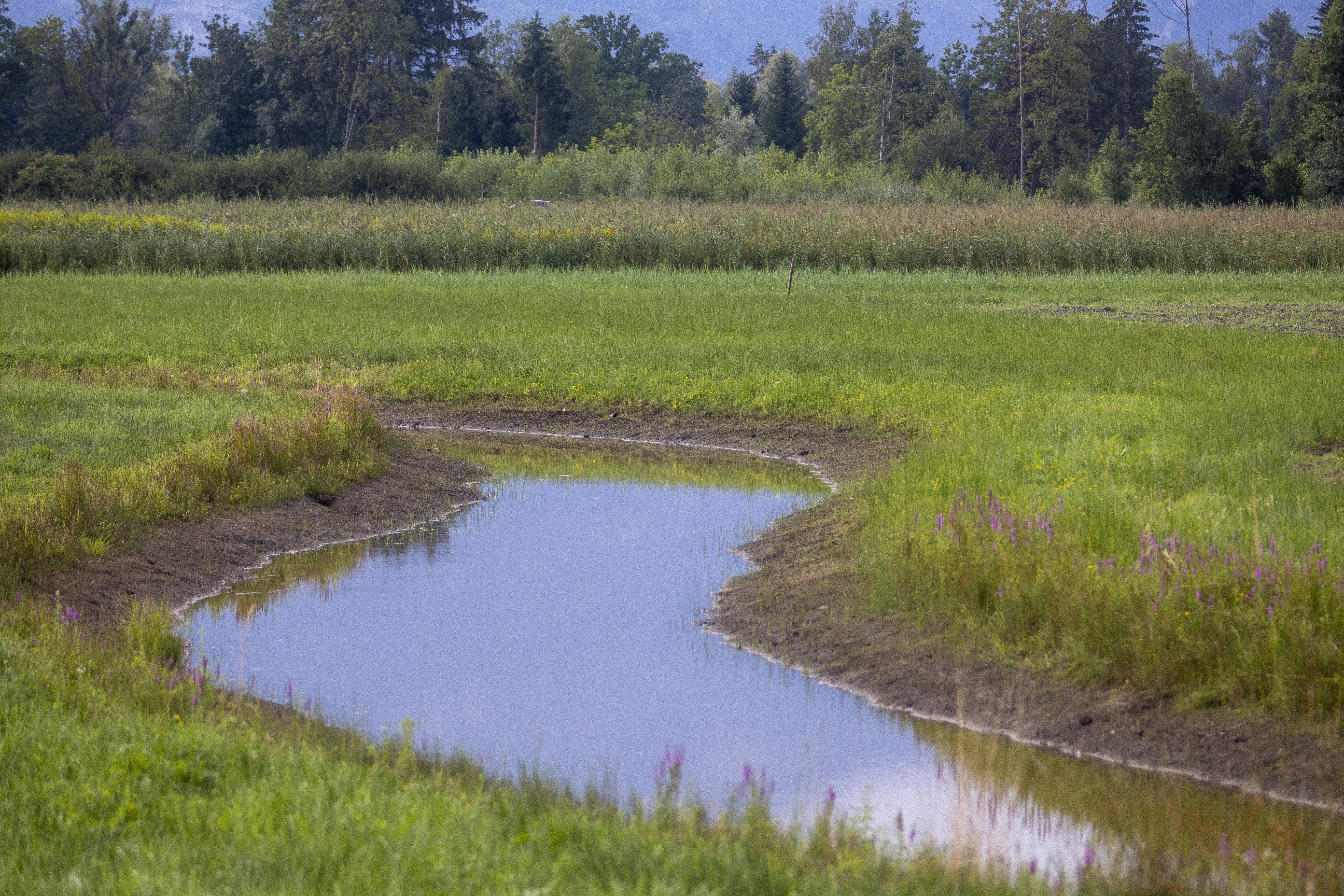 Dieser künstlich angelegte Wassergraben schützt die im Biotop brütenden Vögel vor ungebetenen Eindringlingen. <span class="copyright">VN/Paulitsch</span>