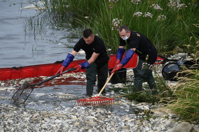 Tonnenweise tote Fische treiben in der Oder. reuters