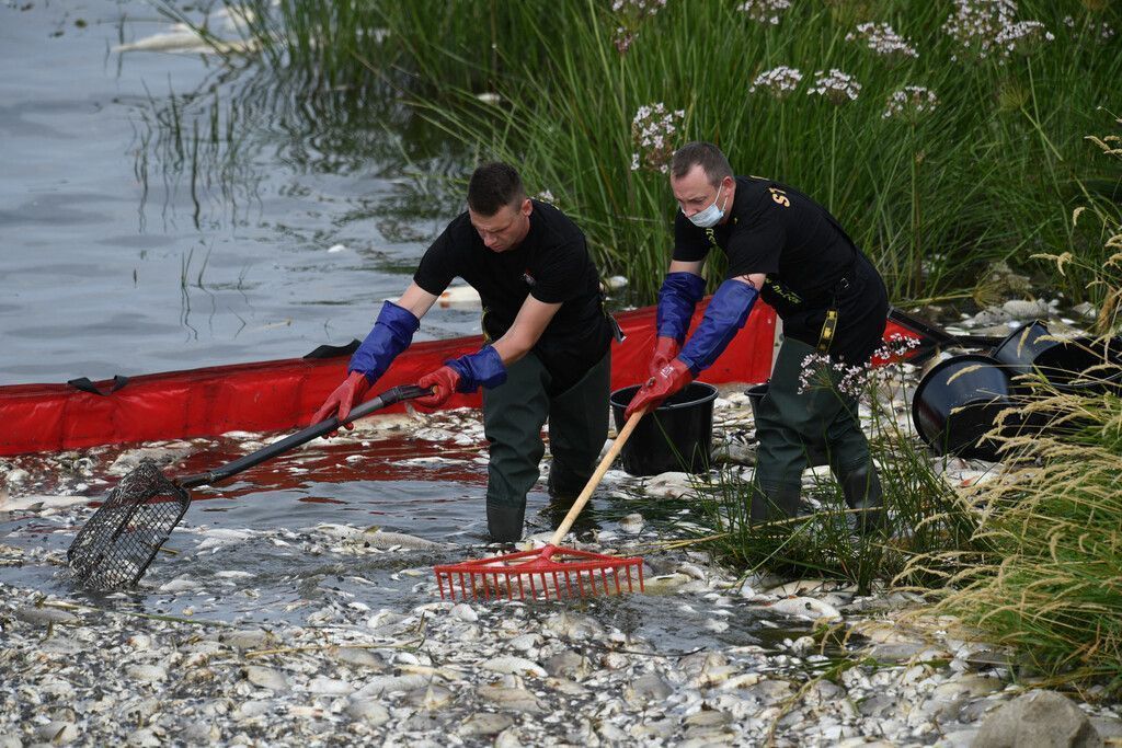 Fischsterben in der Oder: Taskforce soll jetzt Ursache klären
