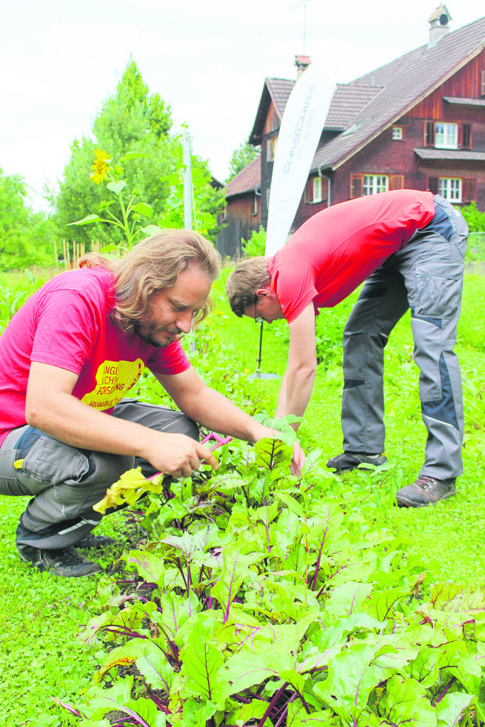 Wöchentlich mindestens 60 Stunden arbeiten die beiden Osl-Brüder Clemens und Lukas in ihren Feldern.