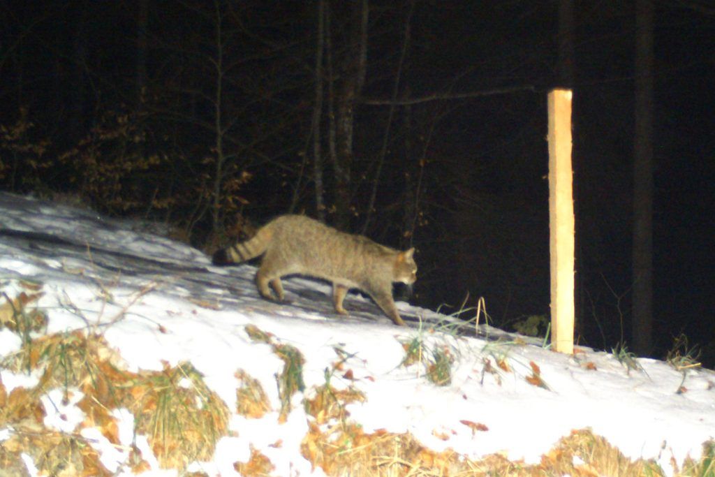 Woher die bei Ebnit entdeckte Wildkatze womöglich stammt