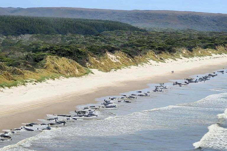 Am Ocean Beach in Tasmanien sind 230 Wale gestrandet. AFP