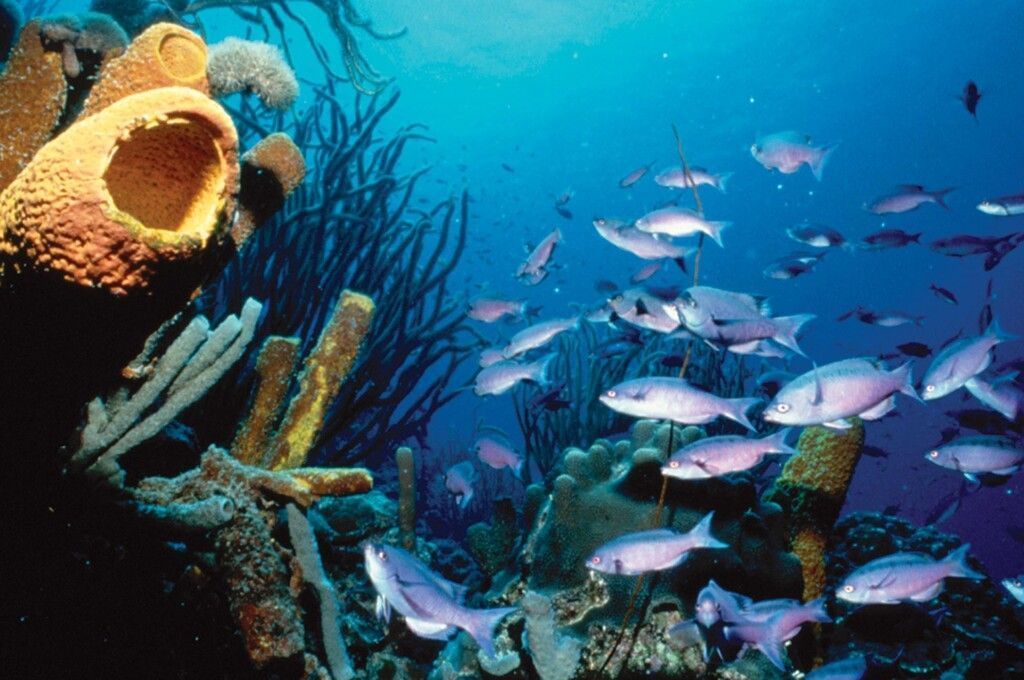 Steigender Meeresspiegel: Bonaire will Niederlande klagen