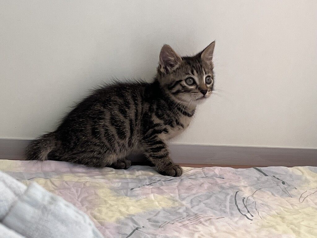Katzenbaby vor sicherem Tod aus Regenrinne gerettet