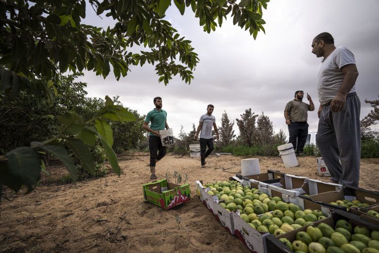 Beginn der Erntezeit: In Khan Yunis im südlichen Gazastreifen pflücken palästinensische Bauern Guaven. AP