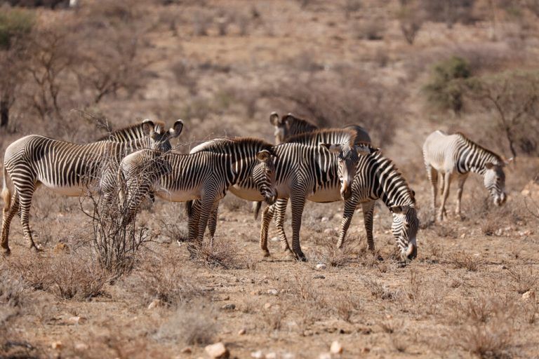 Bei Dürre suchen gefährdete Grevyzebras im Samburu-Nationalpark in Kenia nach Nahrung. Reuters