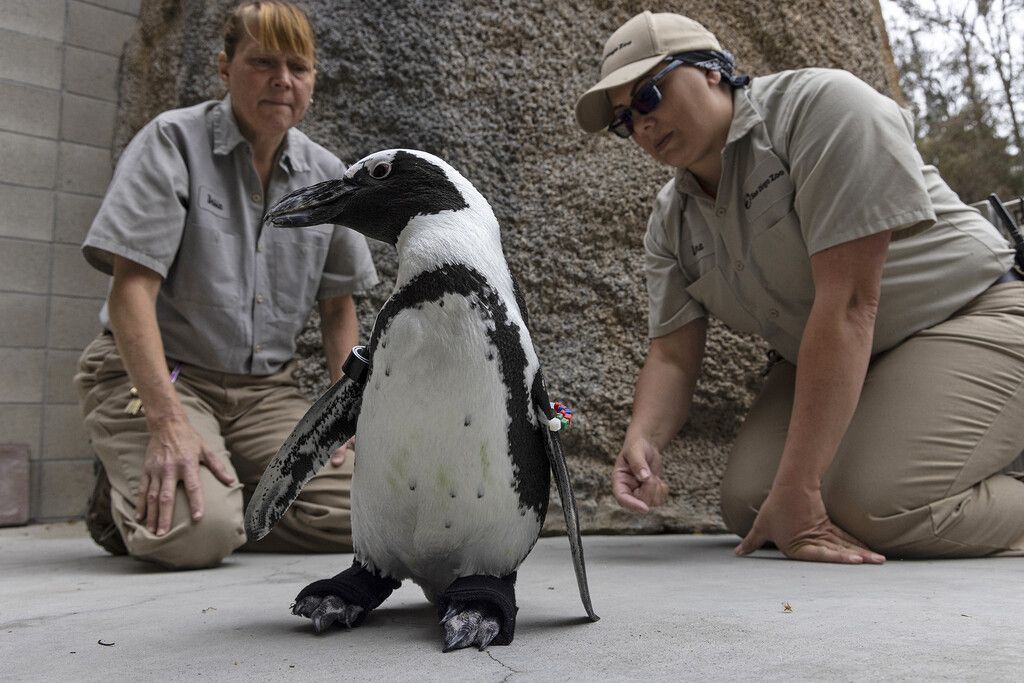 Orthopädische Schuhe für Pinguin