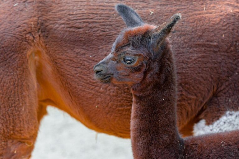 Das kleine Alpakaweibchen wurde auf den Namen Inez getauft. Zoo Duisburg/M. Appel