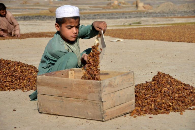 Dieser junger Bub packt im Bezirk Panjwai in der afghanischen Stadt Kandahar Rosinen in eine Holzkiste. AFP