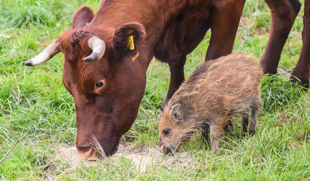 Kuhherde zieht junges Wildschwein auf