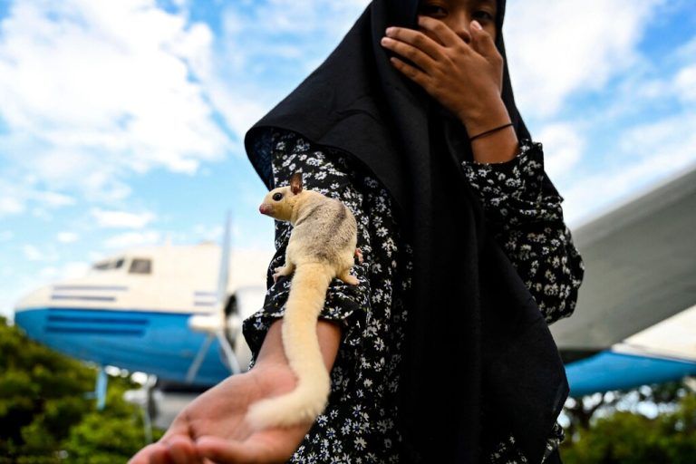 Ein Mädchen hält einen Kurzkopfgleitbeutler, auch Sugar Glider genannt, in einem Vergnügungspark in Banda Aceh, Indonesien. AFP