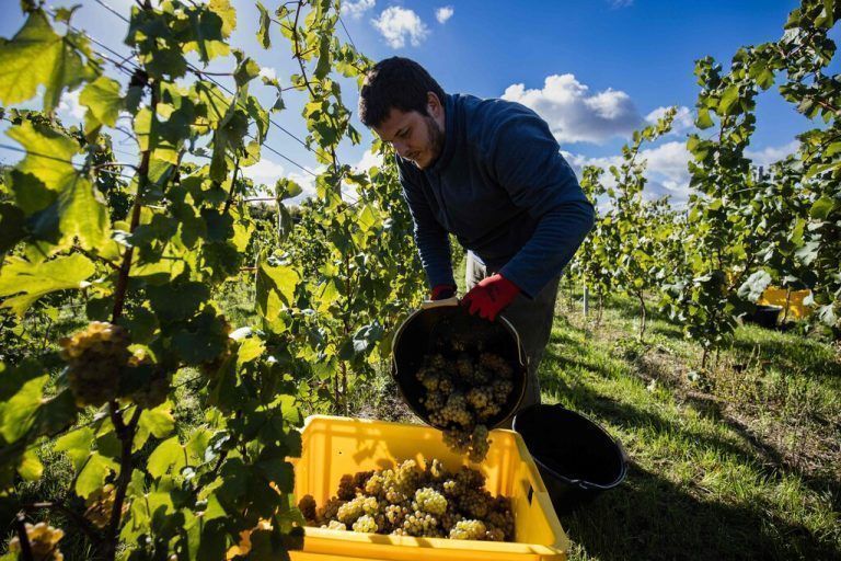 Ein Mann pflückt Weintrauben der Rebsorte Chardonnay auf einem Weinberg in Quiéry-la-Motte im Norden von Frankreich. AFP