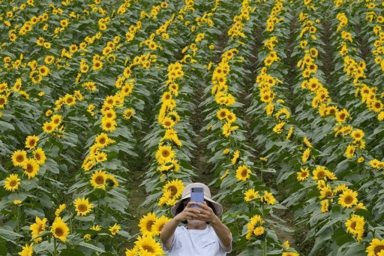 Eine Frau macht ein Selfie in einem Sonnenblumenfeld in Yeoncheon in Nordkorea. Die Region grenzt direkt an Südkorea. AP