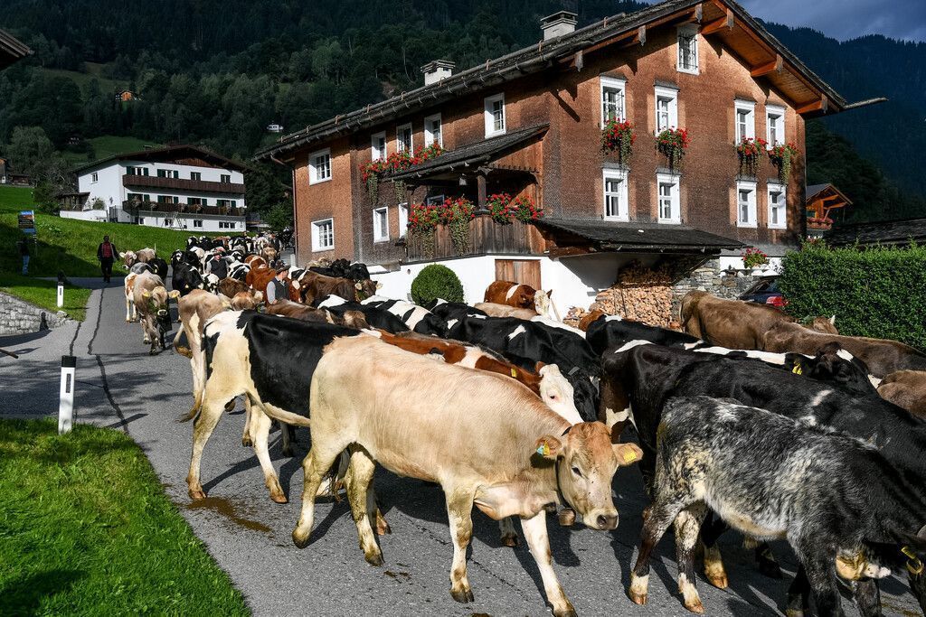 Termine. Alpabtriebe im Montafon