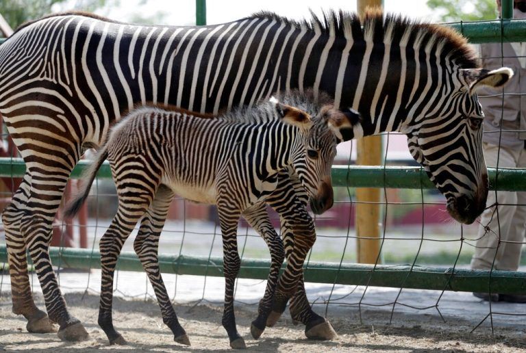Hübsches Zebrakind