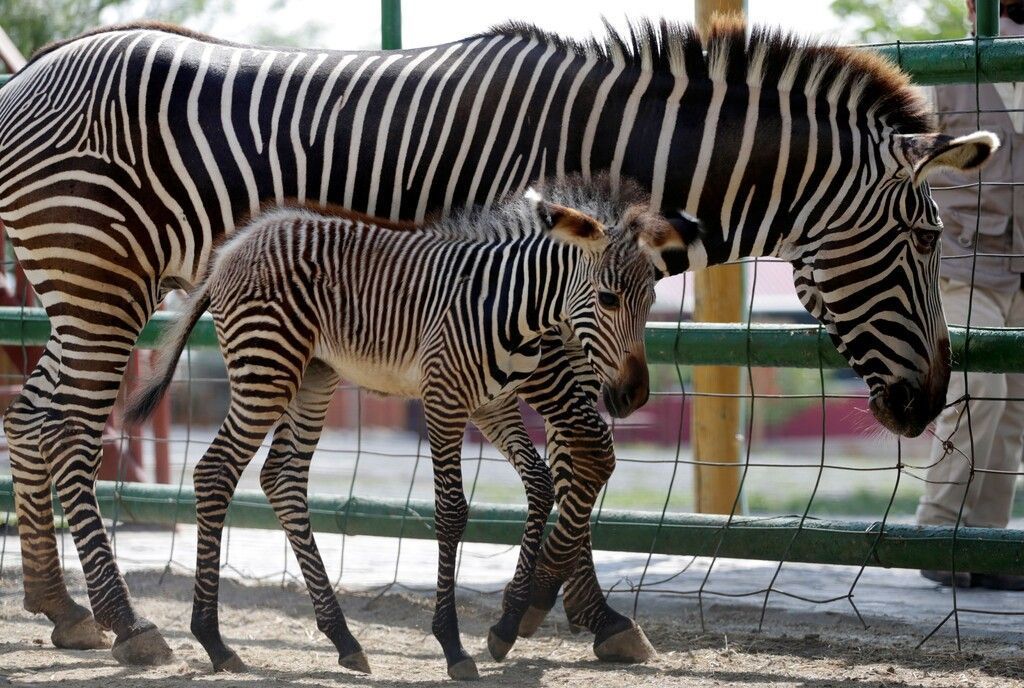 Hübsches Zebrakind