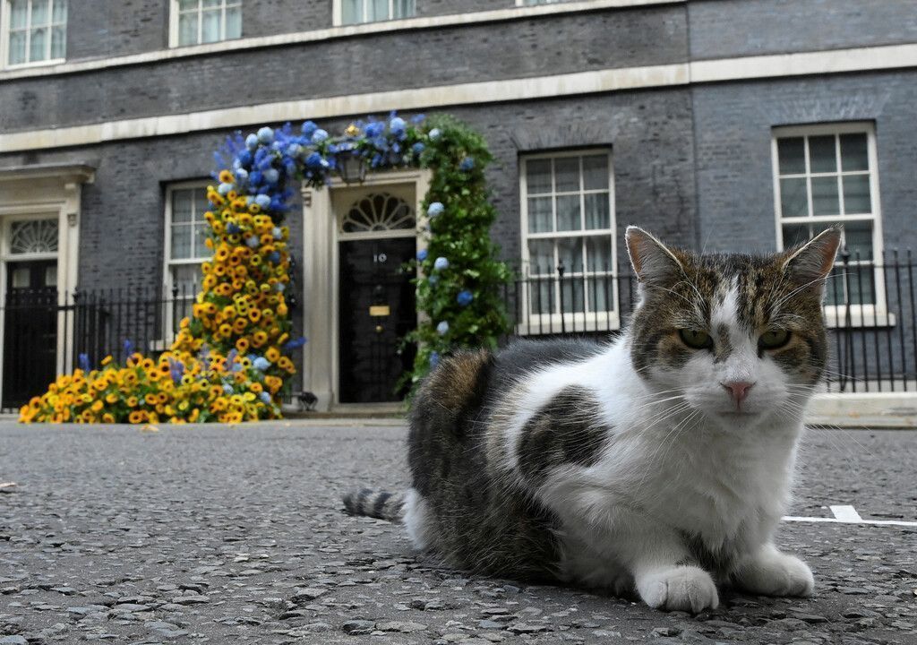 Der Kater, dem die Briten vertrauen