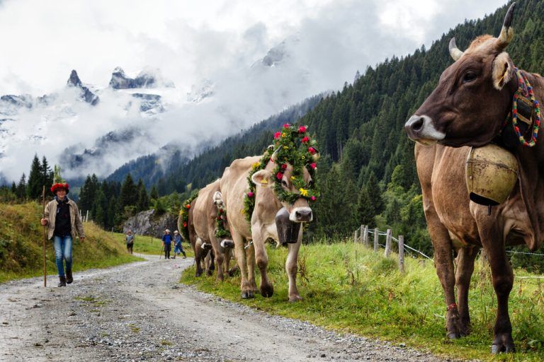 Termine. Alpabtriebe im Montafon