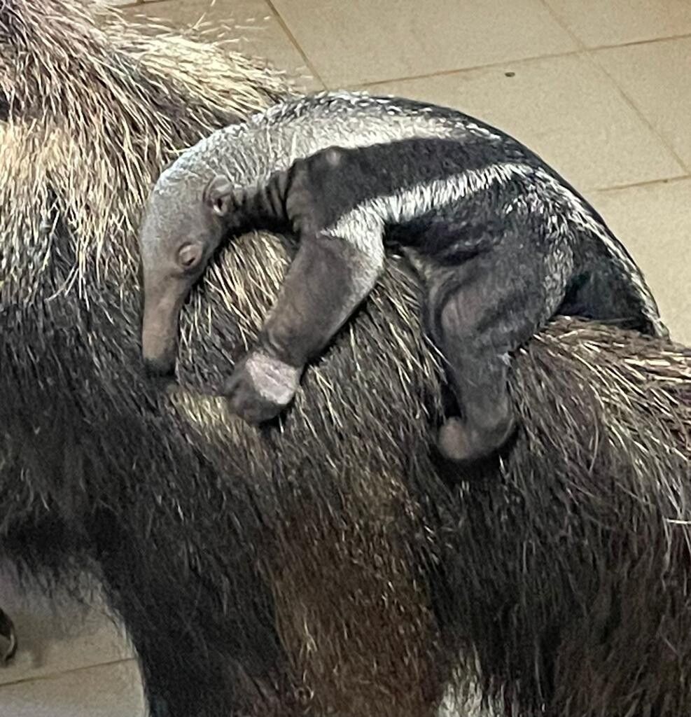 Kleiner Ameisenbär