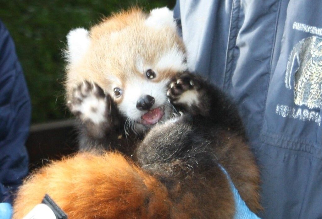 Nachwuchs bei Pandas