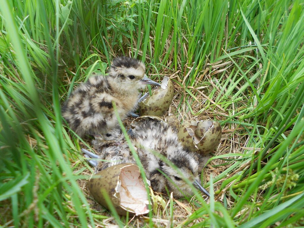 Eingesendet. Vereinsnachrichten aus dem Bezirk