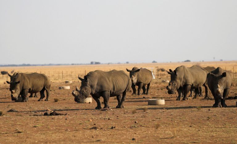 In Afrika werden jedes Jahr Hunderte Nashörner getötet. Reuters