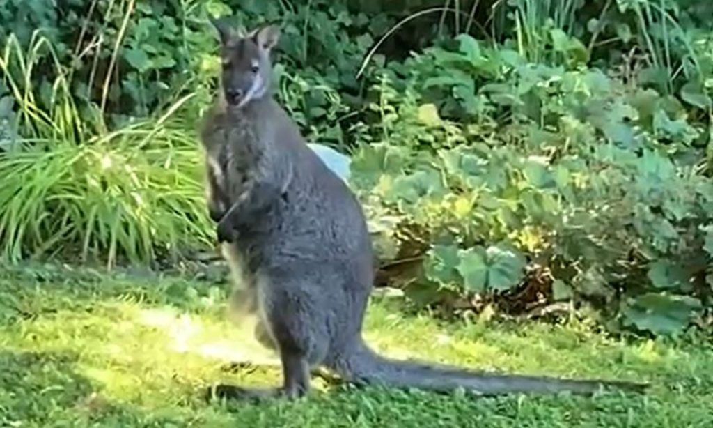 &#8220;Rudi&#8221;, der Ausreißer, ist wieder im Zoo
