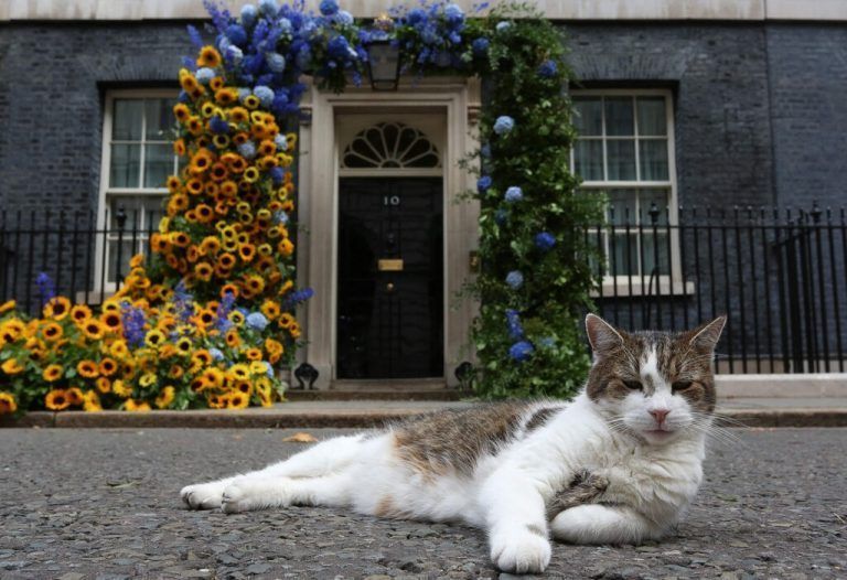 Kater Larry ließ sich am ukrainischen Unabhängigkeitstag vor der Downing Street 10 fotografieren.AFP