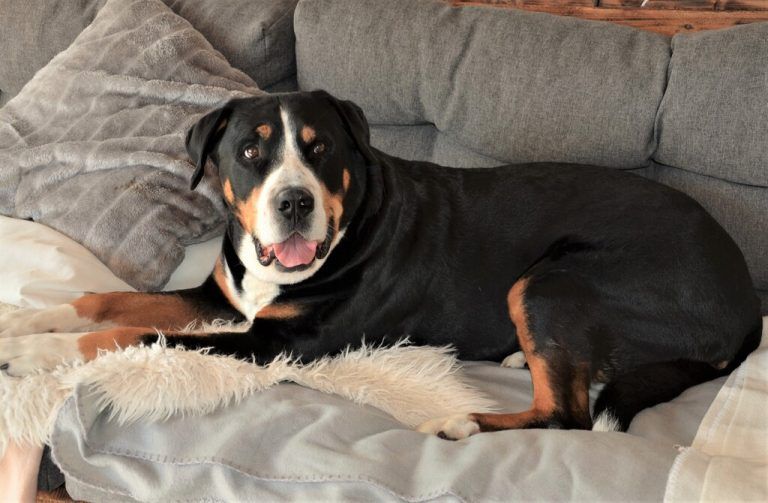 Malou liebt das Sofa auf der Terrasse.