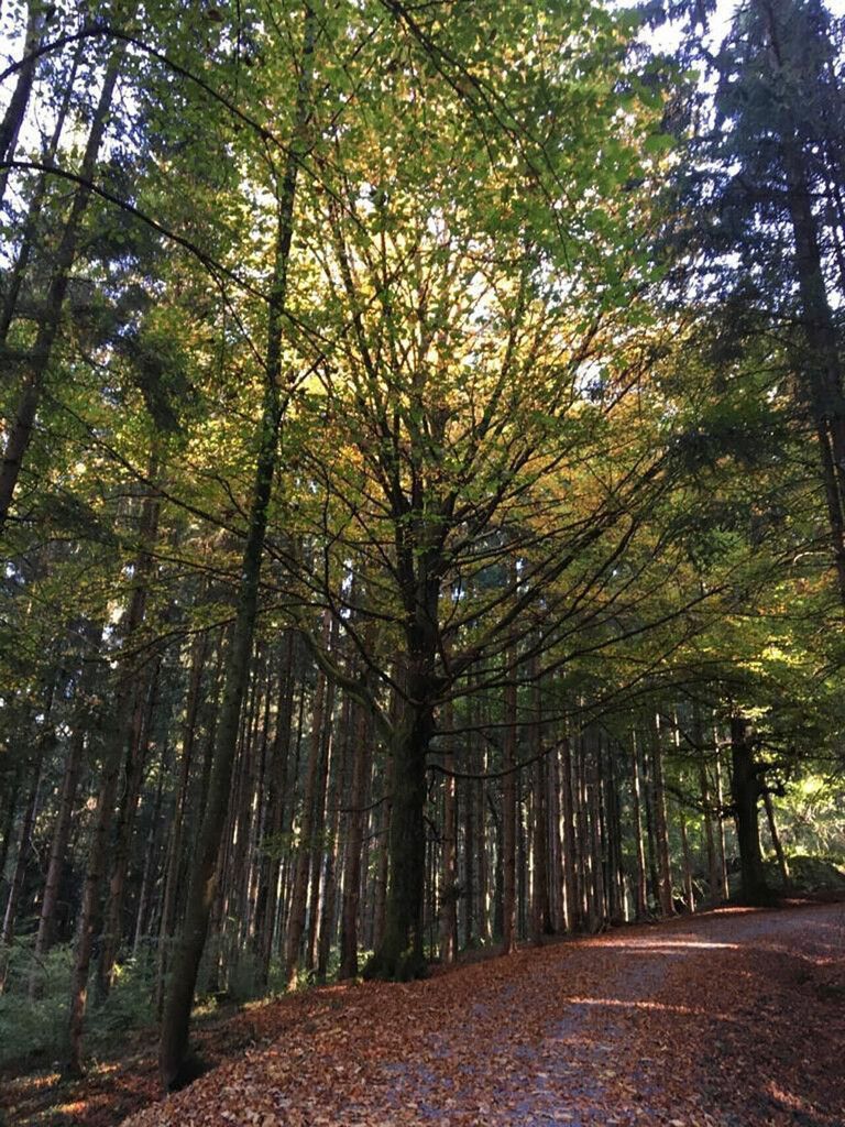 Rache der Vergebung und Waldbaden im Stadtforst
