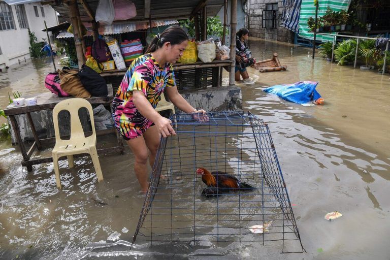 Nachdem der Taifun Noru in der Ortschaft San Ildefonso auf den Philippinen wütete, rettet eine Frau ein Huhn aus den Fluten. AFP