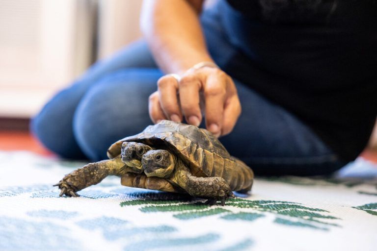 Seltene Sensation: Die zweiköpfige Schildkröte namens Janus, die in einem Museum in Genf lebt, feiert ihren 25. Geburtstag. RTS