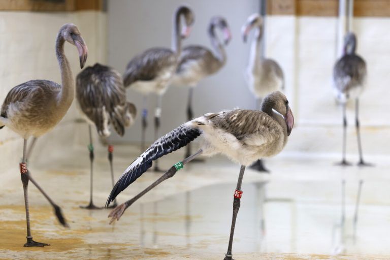 Vor wenigen Wochen sind bei den Kuba-Flamingos im Kölner Zoo acht Küken geschlüpft, fünf Weibchen und drei Männchen. APA/DPA
