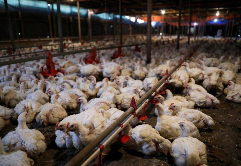 48 Millionen Tiere wurden 2021/2022 in den Haltungen gekeult. reuters
