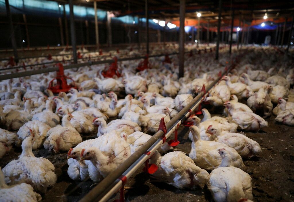 Bisher schwerste Vogelgrippe-Epidemie in Europa