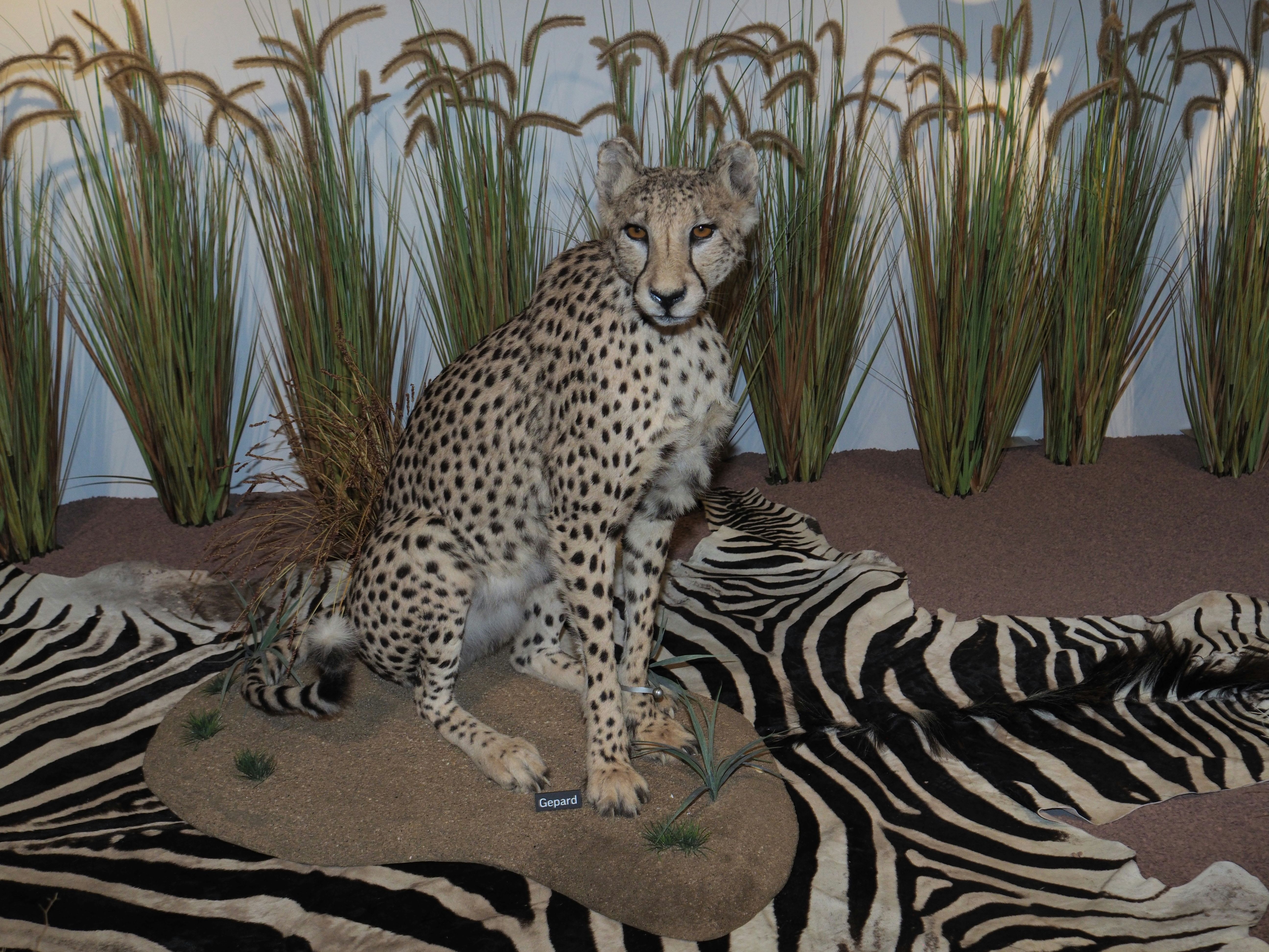 Ein Gepard aus der Sammlung.