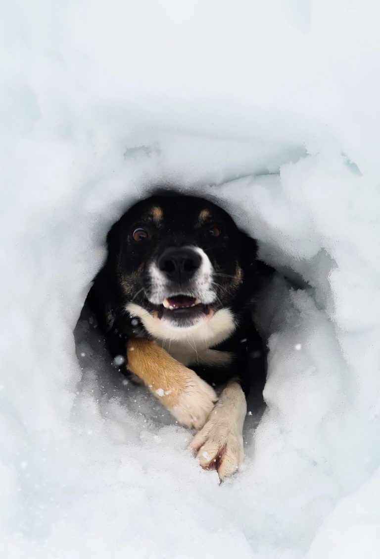 Lawinenhund Snow macht seinem Namen alle Ehre. <span class="copyright">Sonja Pfeifer</span>