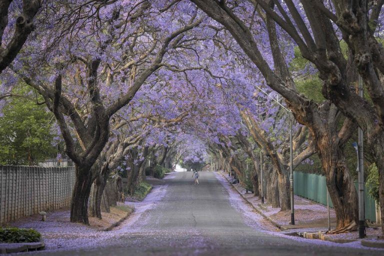 Blühende Jacarandabäume säumen diese Straße in der südafrikanischen Metropole Johannesburg. AFP